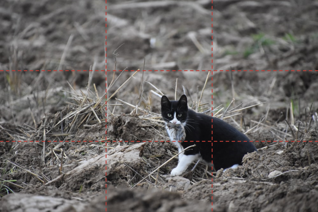 Voorbeeld 1 van foto kat met aanwijzing Rule of Thirds/Regel van derde